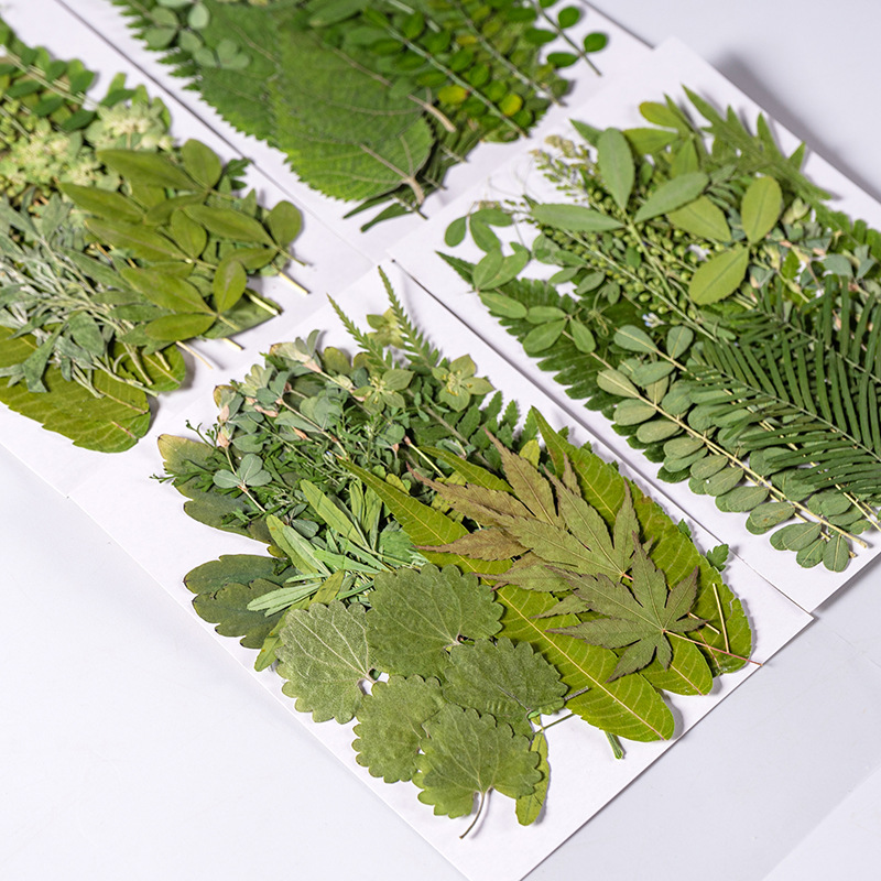 Dried Flower Bookmark - 1 ชุด 35 ชิ้น Pressed ดอกไม้แห้งผสม