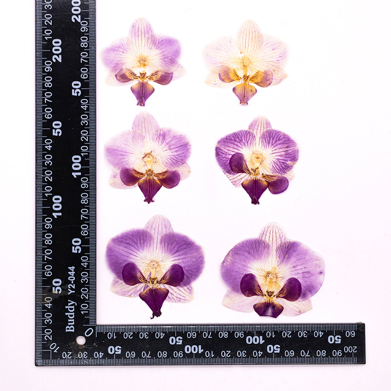 Dried Flower Bookmark - ดอกกล้วยไม้ฟาแลนนอปซิสแห้งอัด 4 ชิ้น พร้อมใบไม้ สำหรับงานเรซิ่น DIY
