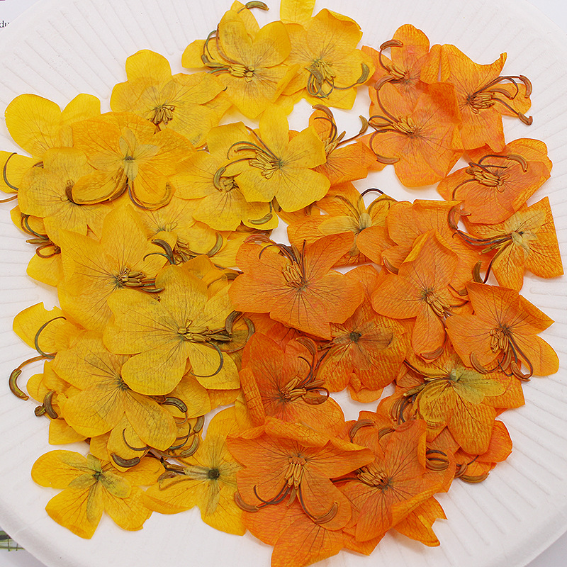 Dried Flower Bookmark - ดอกแคสเซียสีเหลือง/สีส้มแห้ง 60 ชิ้น สำหรับทำเครื่องประดับ โปสการ์ด เคสมือถือ