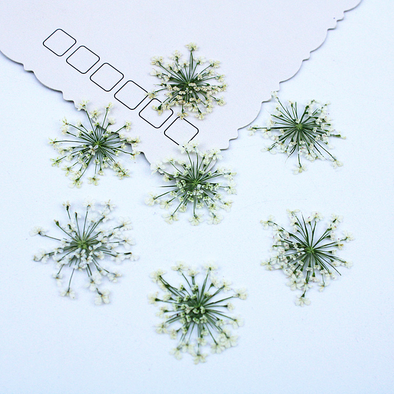 Dried Flower Bookmark - ดอกไม้ลูกไม้ 500 ชิ้น ดอกไม้แห้ง ดอกไม้กดแห้ง วัสดุ