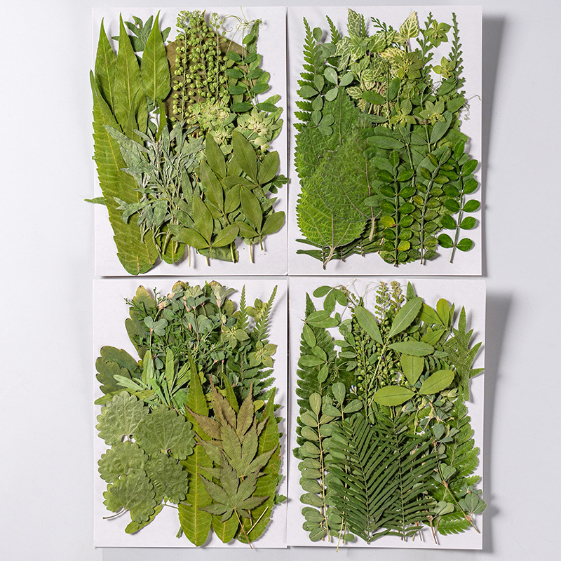 1 ชุด 35 ชิ้น Pressed ดอกไม้แห - Dried Flower Bookmark บทวิจารณ์และราคา