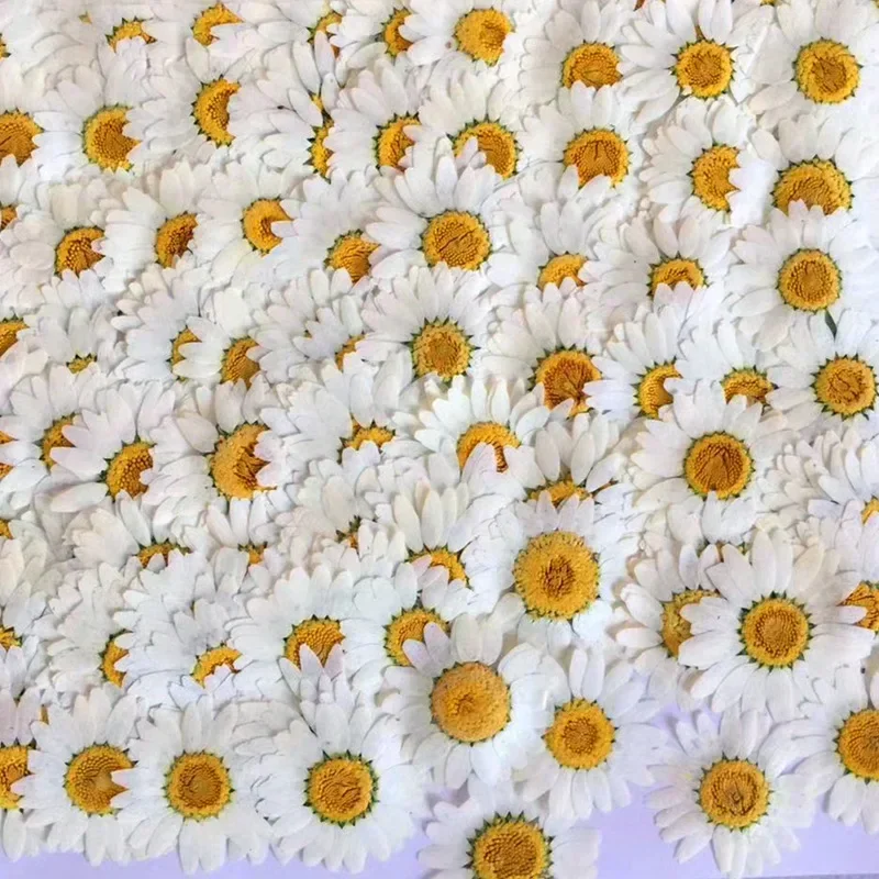 60X Pressed แห้งดอกเบญจมาศสีขา - Dried Flower Bookmark บทวิจารณ์และราคา