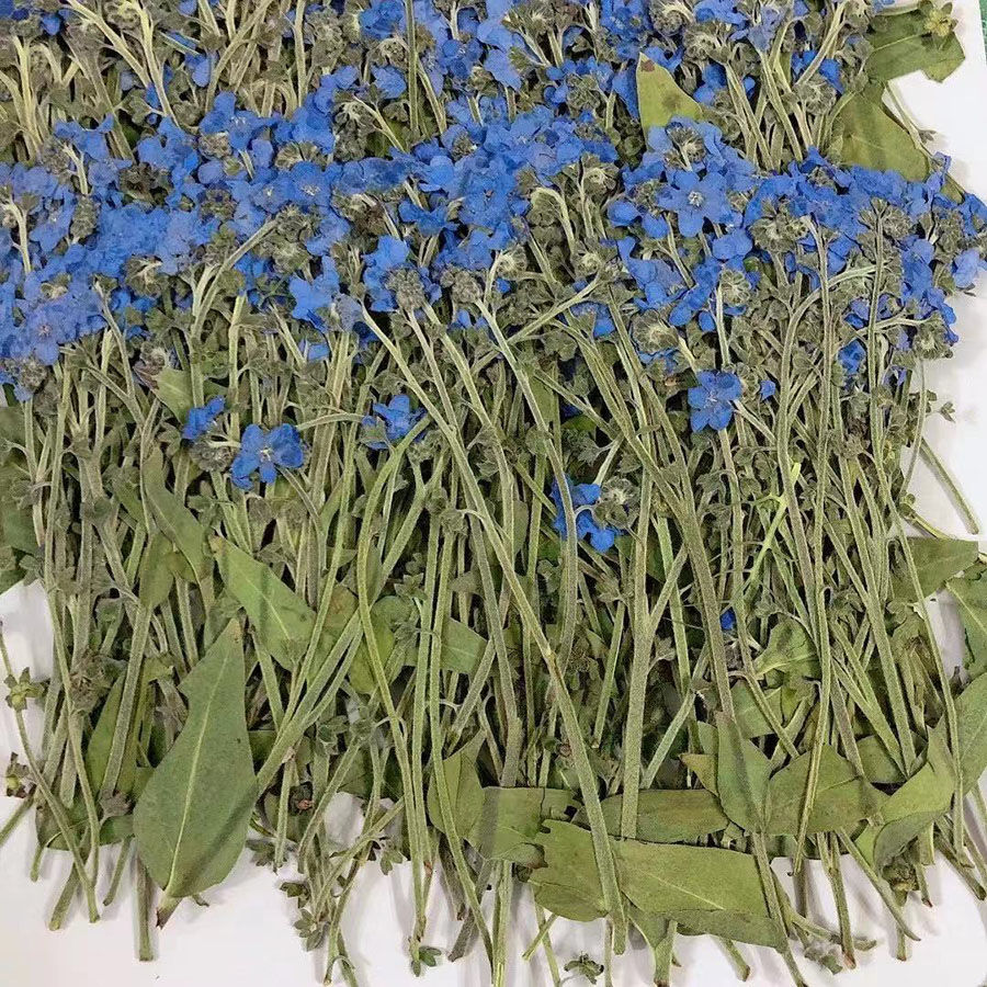 ดอกไม้บลูฟอร์เก็ตเมนอตแห้งอัดแ - Dried Flower Bookmark บทวิจารณ์และราคา