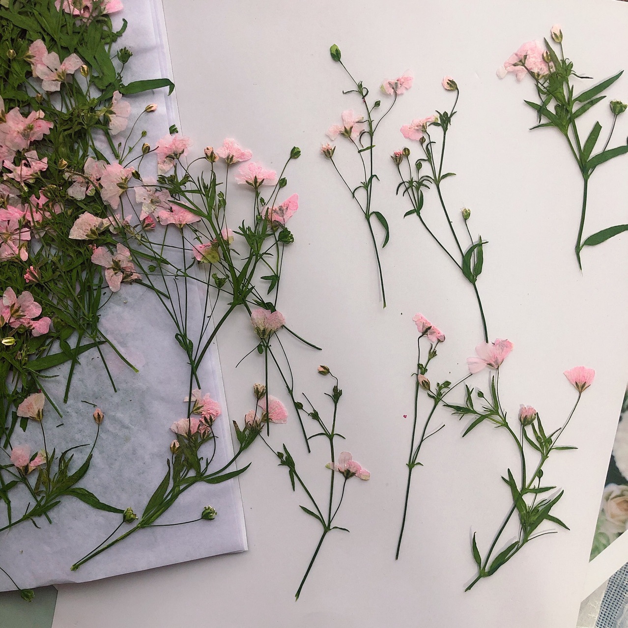 12pcs 5-6 ซม.แห้งดอกไม้ดอกไม้แ - Dried Flower Bookmark บทวิจารณ์และราคา