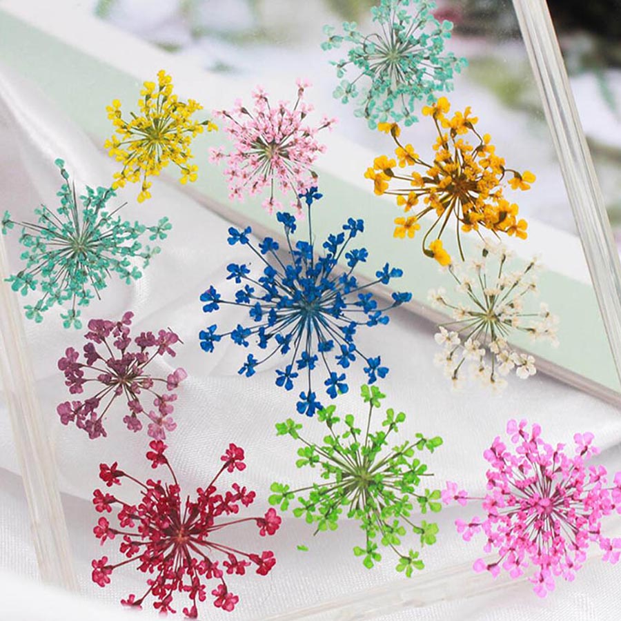 60ชิ้นกดแห้ง15-20มมดอกไม้ Mami - Dried Flower Bookmark บทวิจารณ์และราคา