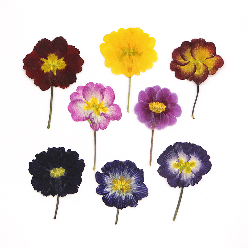 ดอกพริมโรสยุโรป 48 ชิ้น ดอกไม้ - Dried Flower Bookmark บทวิจารณ์และราคา
