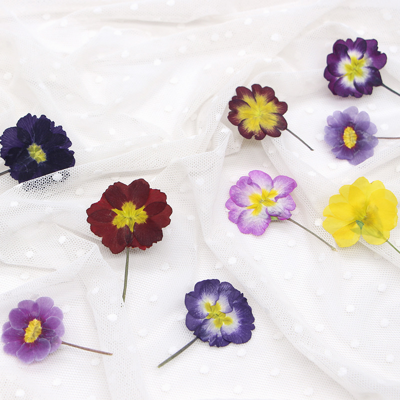 ดอกพริมโรสยุโรป 48 ชิ้น ดอกไม้ - Dried Flower Bookmark บทวิจารณ์และราคา