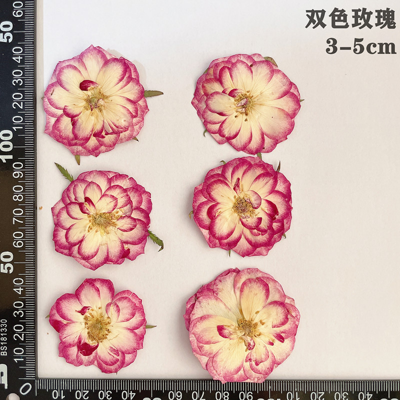 60 ชิ้น Pressed แห้งสีแดงสีเหล - Dried Flower Bookmark บทวิจารณ์และราคา