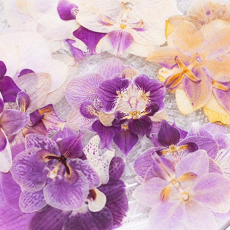 ดอกกล้วยไม้ฟาแลนนอปซิสแห้งอัด  - Dried Flower Bookmark บทวิจารณ์และราคา