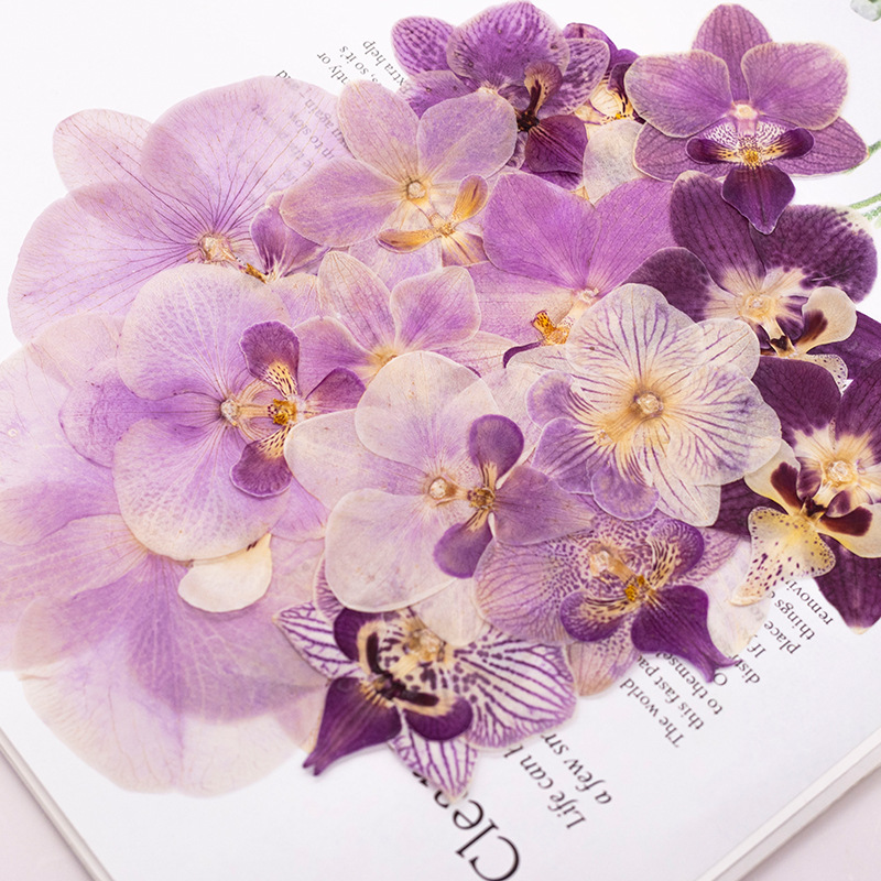 ดอกกล้วยไม้ฟาแลนนอปซิสแห้งอัด  - Dried Flower Bookmark บทวิจารณ์และราคา
