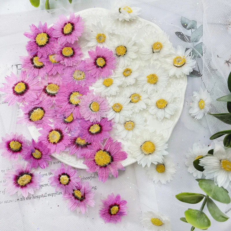 24Pcs/2-4ซม.,Natural Pressed ก - Dried Flower Bookmark บทวิจารณ์และราคา