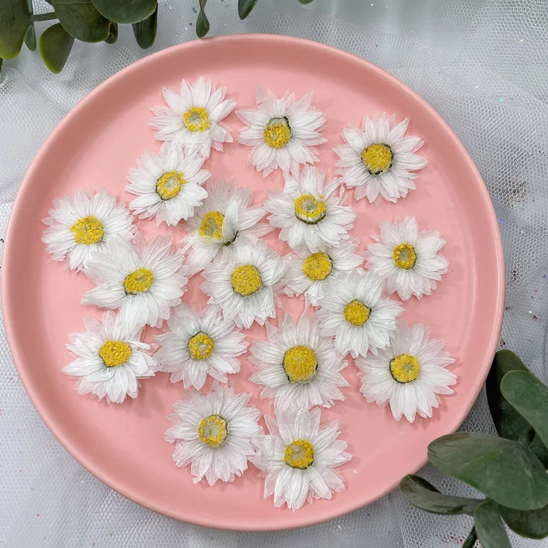 24Pcs/2-4ซม.,Natural Pressed ก - Dried Flower Bookmark บทวิจารณ์และราคา