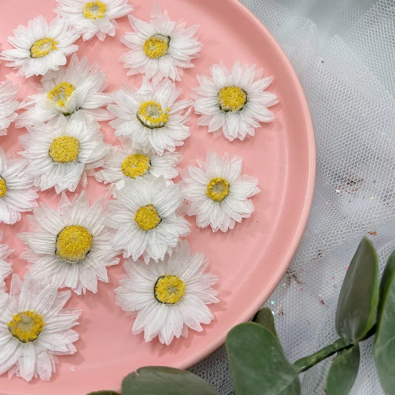 24Pcs/2-4ซม.,Natural Pressed ก - Dried Flower Bookmark บทวิจารณ์และราคา