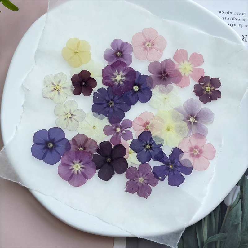 ดอกไม้แห้งอัดแบบกึ่งโปร่งแสง 1 - Dried Flower Bookmark บทวิจารณ์และราคา
