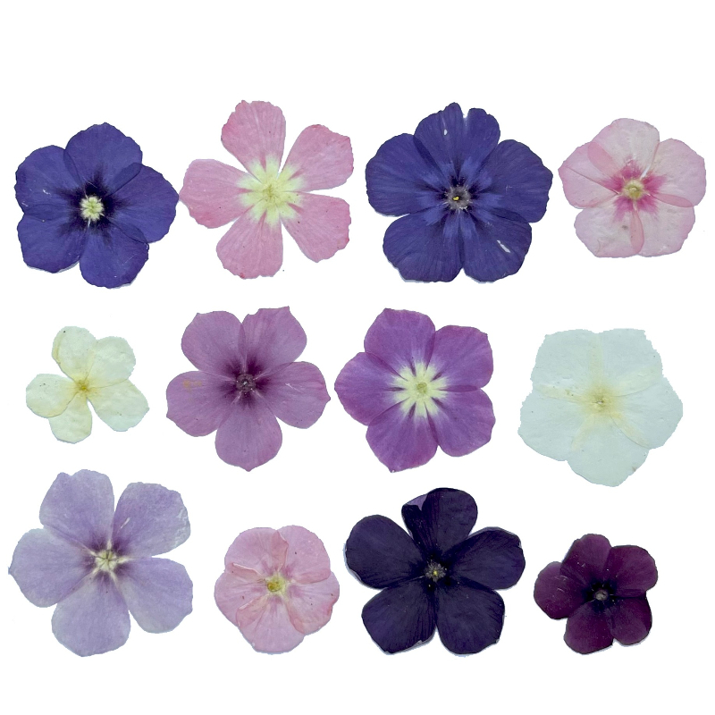 ดอกไม้แห้งอัดแบบกึ่งโปร่งแสง 1 - Dried Flower Bookmark บทวิจารณ์และราคา
