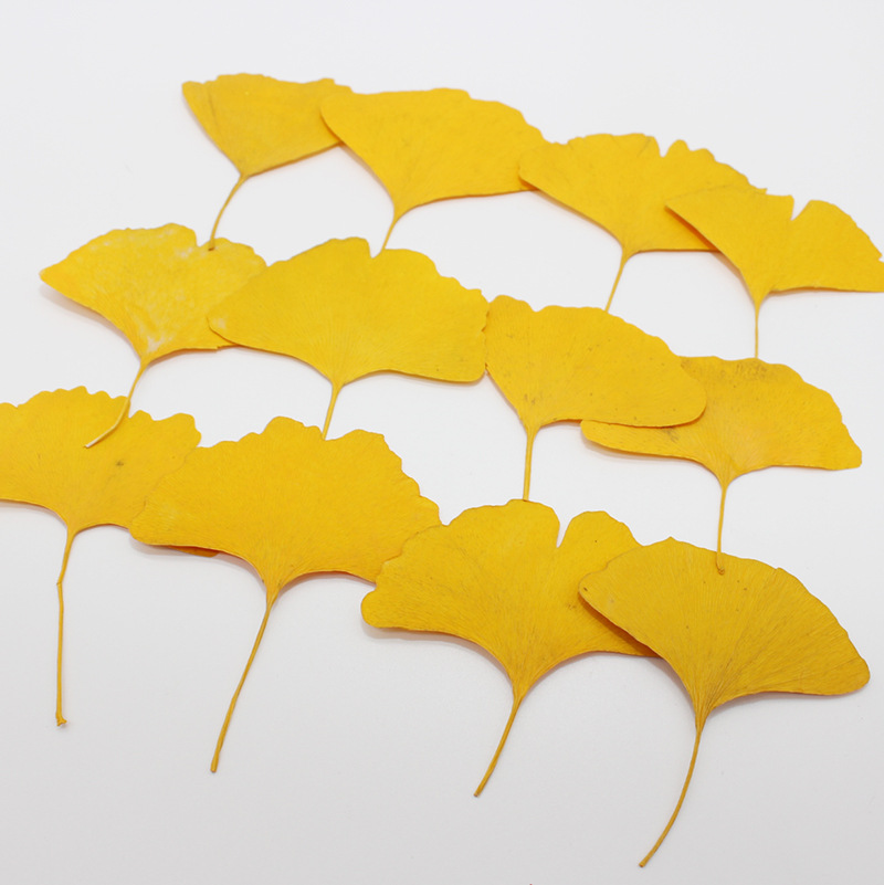ใบแปะก๊วยแห้งสีเหลือง/เขียว 60 - Dried Flower Bookmark บทวิจารณ์และราคา