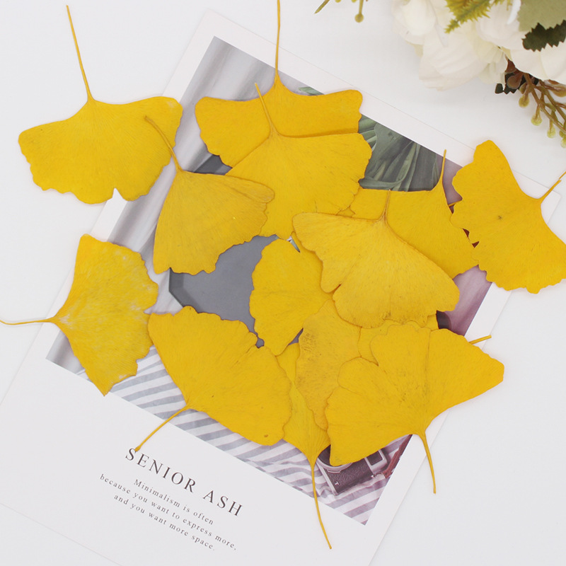ใบแปะก๊วยแห้งสีเหลือง/เขียว 60 - Dried Flower Bookmark บทวิจารณ์และราคา