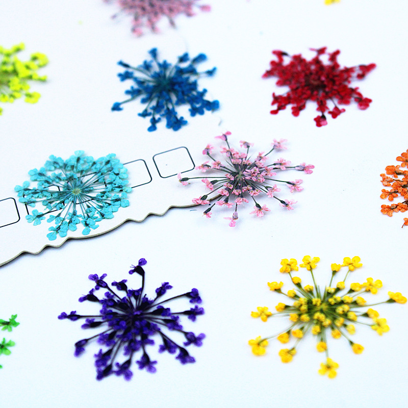 ดอกไม้ลูกไม้ 500 ชิ้น ดอกไม้แห - Dried Flower Bookmark บทวิจารณ์และราคา