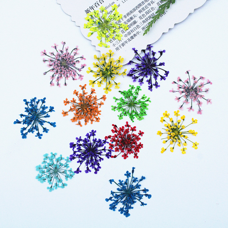 ดอกไม้ลูกไม้ 500 ชิ้น ดอกไม้แห - Dried Flower Bookmark บทวิจารณ์และราคา