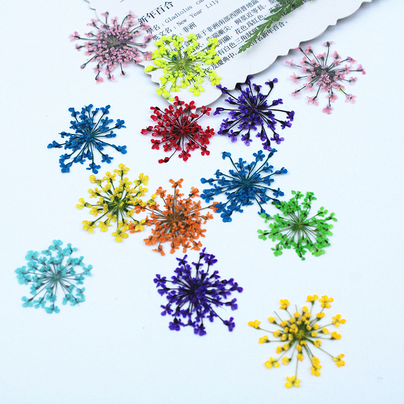 ดอกไม้ลูกไม้ 500 ชิ้น ดอกไม้แห - Dried Flower Bookmark บทวิจารณ์และราคา